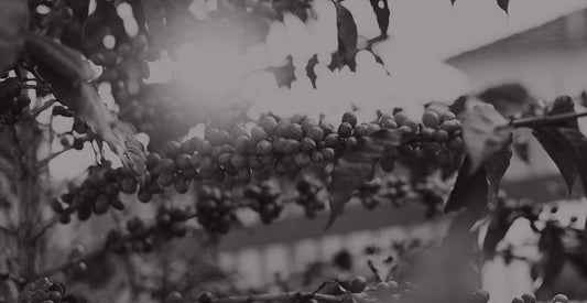 Kahve Asiditesi: Lezzetin İnceliklerinde Bir Yolculuk